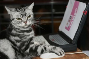 华体会hth-新王当立，阿尔瓦雷斯的压制级表演，如何重新定义生死战的艺术