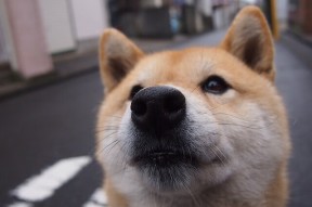 华体会hth-黄潜战术教科书，防守锁死突尼斯 孔德完美掌控节奏