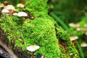 华体会app-节奏制霸，当孙兴慜的指挥棒遇上洪都拉斯的北极光