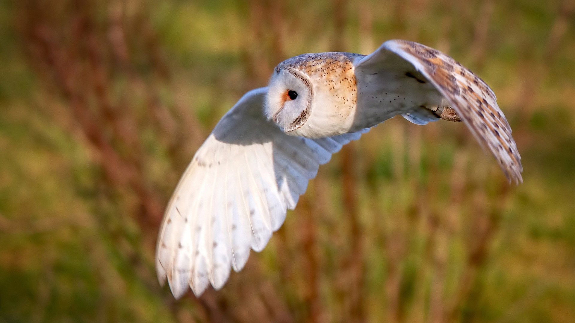 华体会登录-锋利的稳定与正面的洪流，阿圭罗的精密与雷恩的冲击  第1张