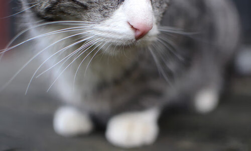 华体会官网-阿根廷带走哥伦比亚,金玟哉的蓝白之魂在2026世界杯接管比赛 第2张 华体会官网-阿根廷带走哥伦比亚,金玟哉的蓝白之魂在2026世界杯接管比赛 第2张