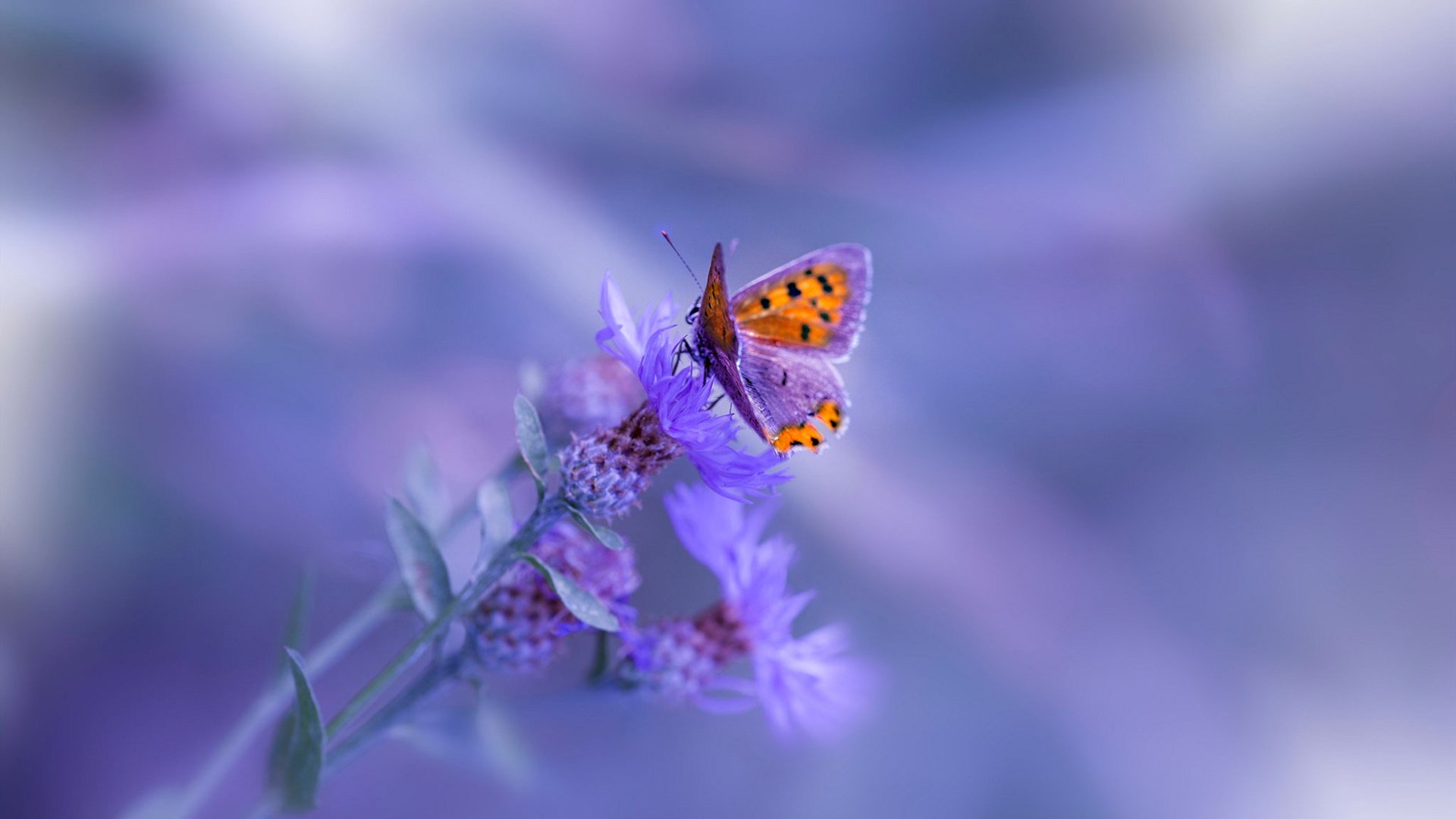 华体会下载-当彩虹照亮亚平宁,格列兹曼一锤定音,南非奇迹在佛罗伦萨上演 第2张 华体会下载-当彩虹照亮亚平宁,格列兹曼一锤定音,南非奇迹在佛罗伦萨上演 第2张