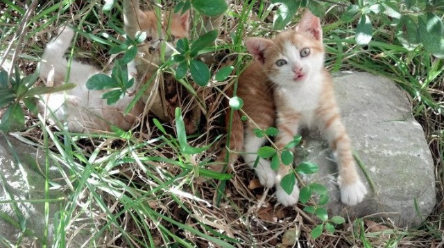 华体会体育-跨越太平洋的绝杀信仰,利拉德与吉林队的硬仗共鸣 第2张 华体会体育-跨越太平洋的绝杀信仰,利拉德与吉林队的硬仗共鸣 第2张