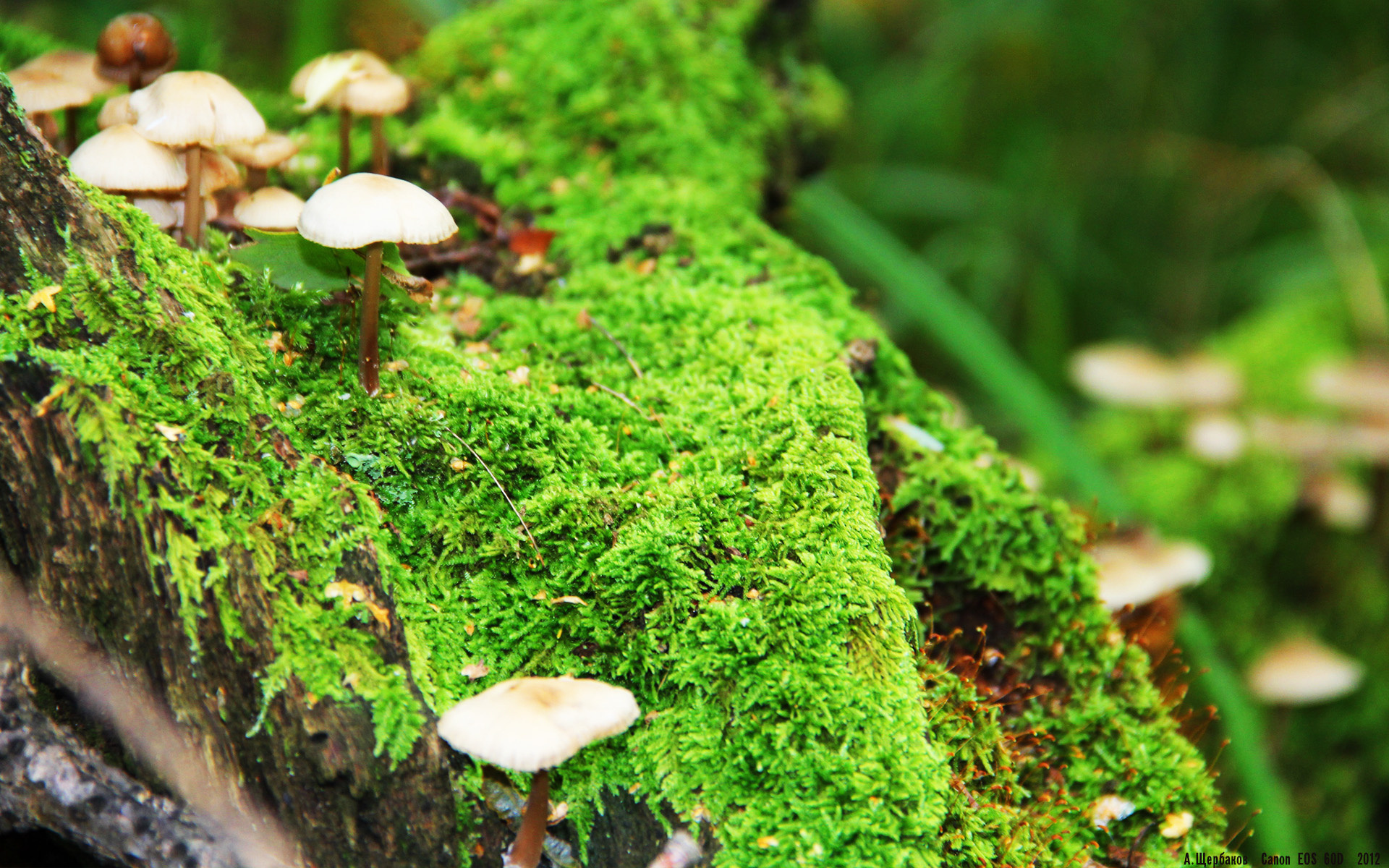 华体会app-节奏制霸，当孙兴慜的指挥棒遇上洪都拉斯的北极光  第1张